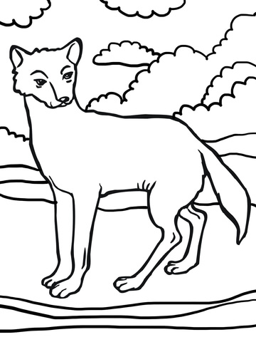 Dingo Dog Coloring Page